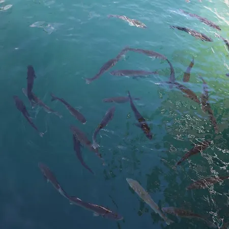 Apartmán Luxury Ledo