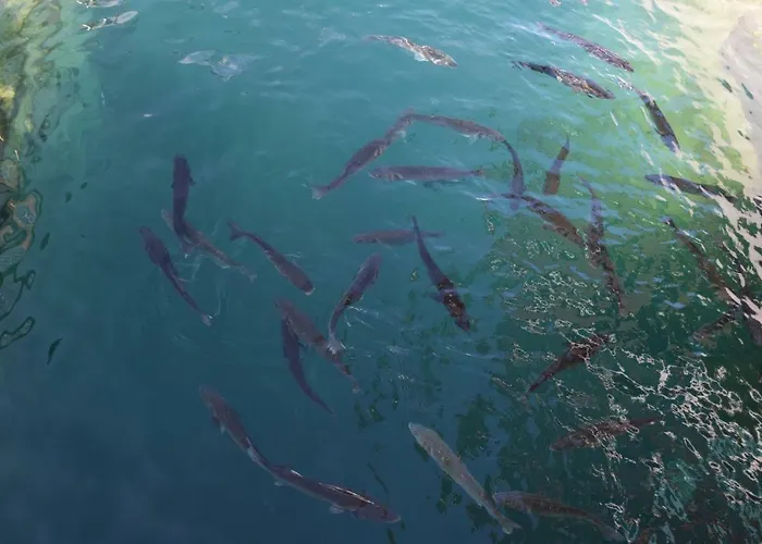 Apartman Luxury Ledo